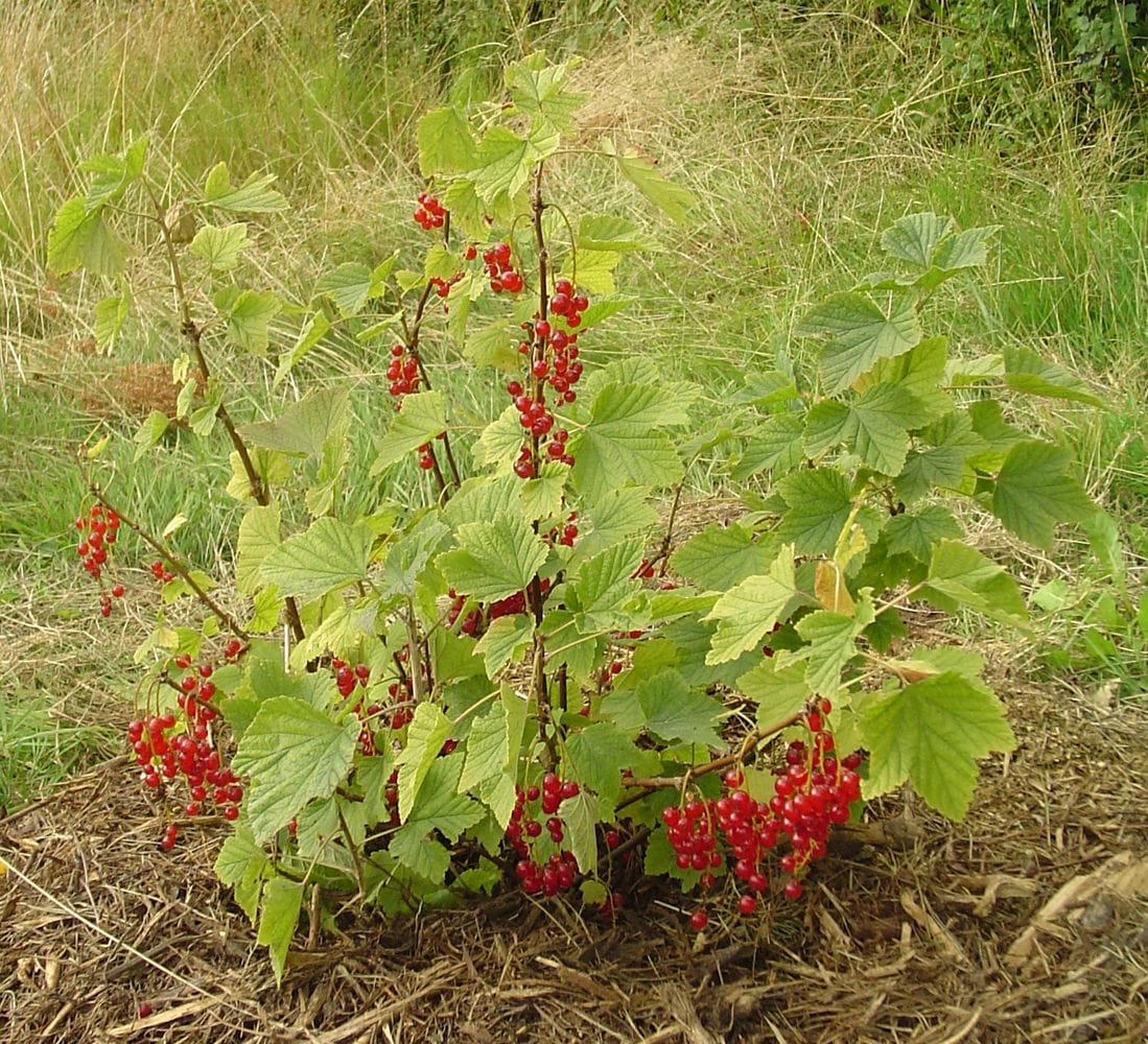 Ribes rubrum